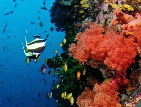 Corals at Pescador Island of the coast of Badian