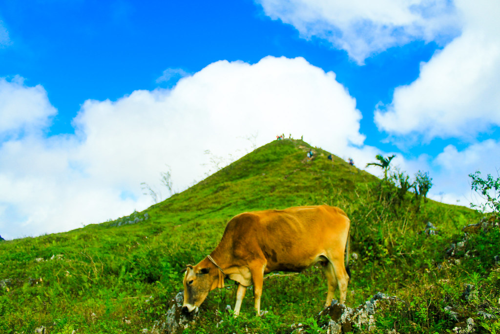 Cow on the way up