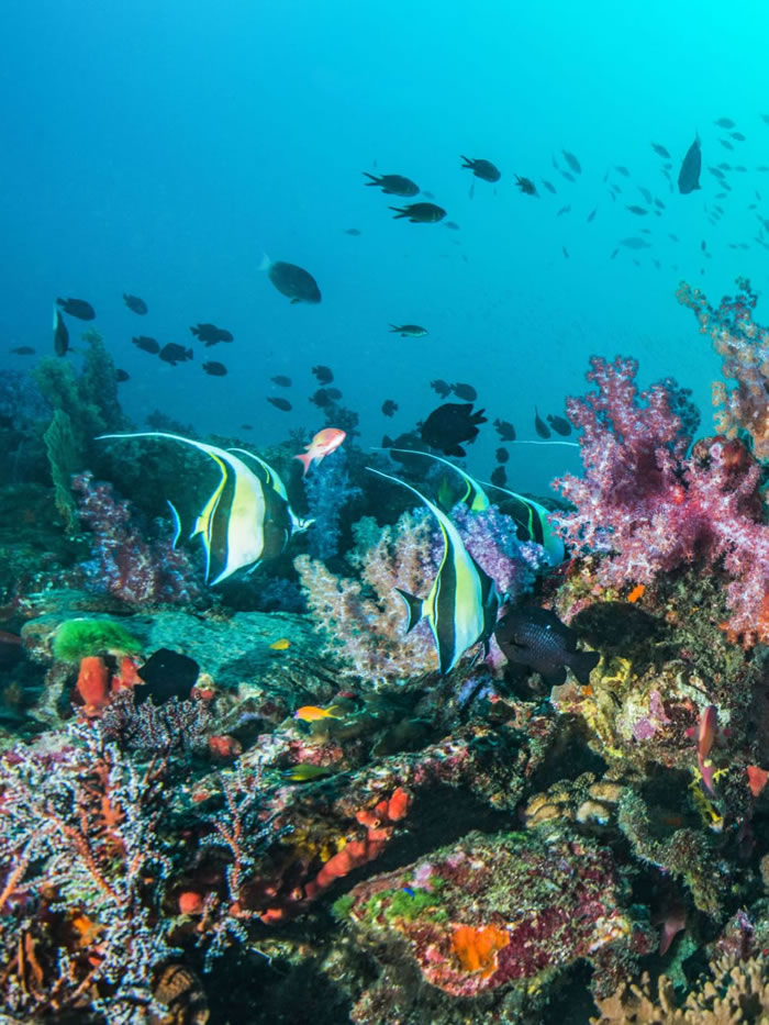 Coral Fish Pescador Island