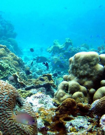 Corals at Pescador Island