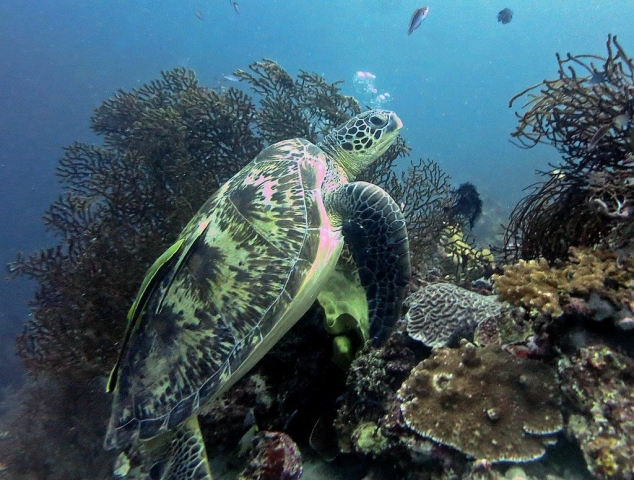 Sea Turtle Pescador Island