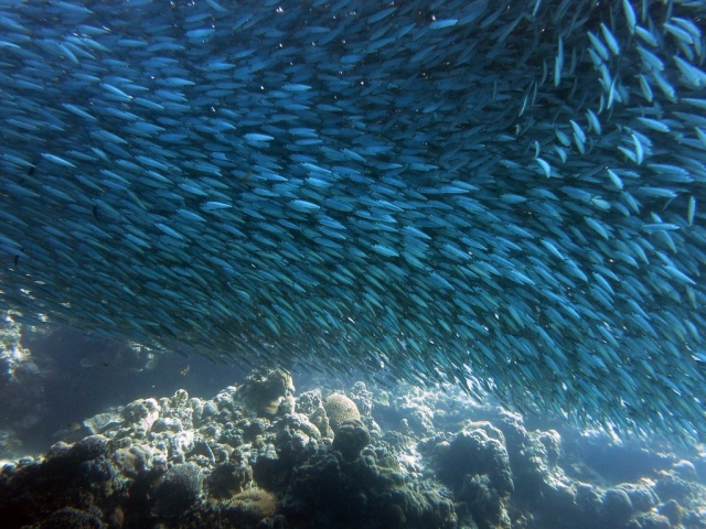 Sardines Moalboal