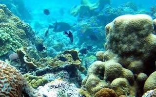 Pescador Island Corals