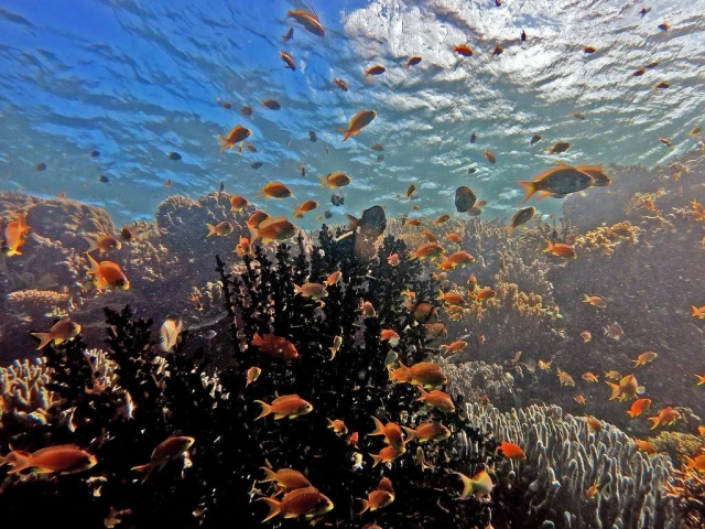 Pescador Island Marine Life