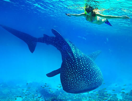 Swim With Whale Shark