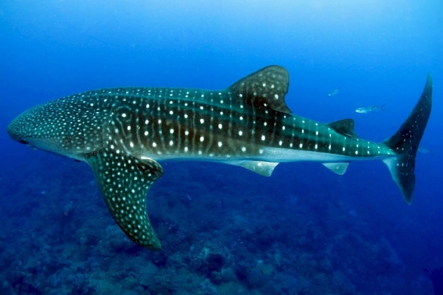 Whale Shark Oslob