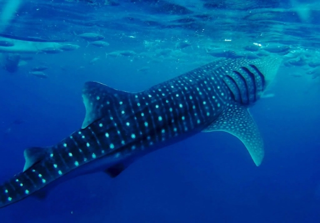 Whale Shark