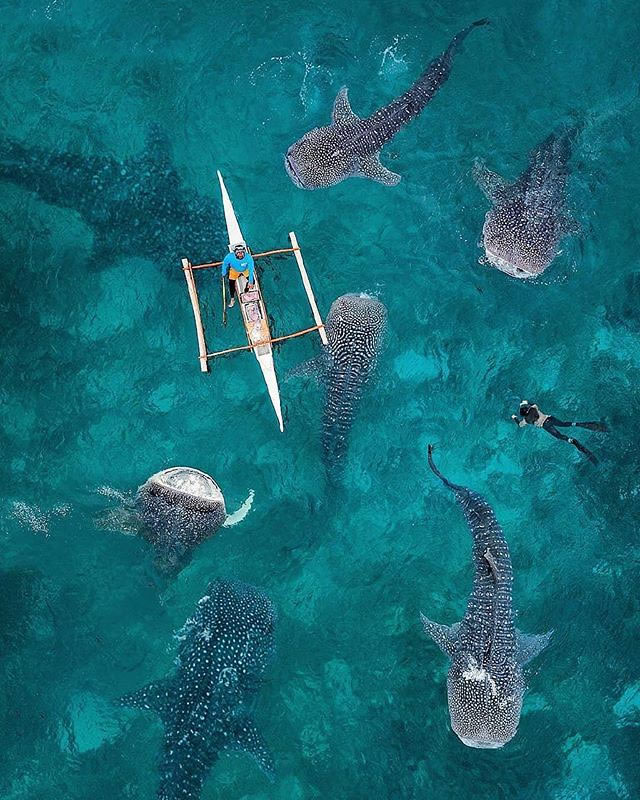 Whale Sharks